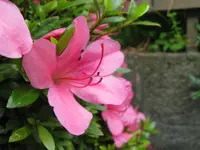 Azalea indica