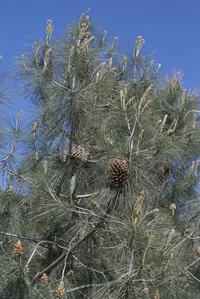 Gray Pine