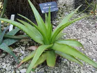 red-spined aloe