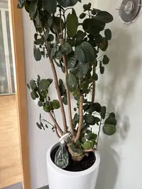 Shield aralia photo by a Botan App user