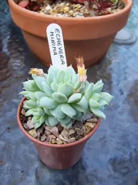 Mini echeveria