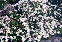 Hexaphylla hirta