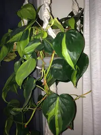 Philodendron (Philodendron hederaceum var. oxycardium 'Brasil') plant