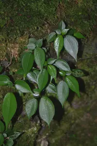 Pilea plataniflora