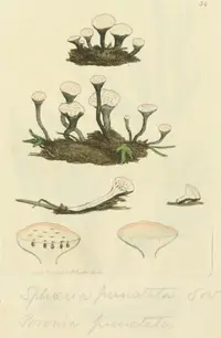 Nail Fungus