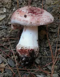 Blushing Bride Amanita