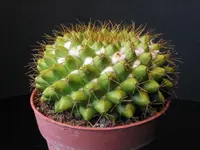 Mammillaria marksiana (Mammillaria marksiana) plant