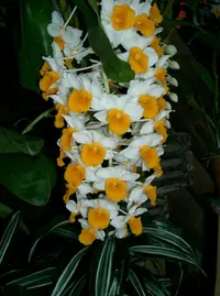 Pinecone-like raceme Dendrobium