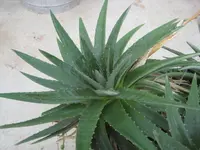 sawblade (Dyckia brevifolia) plant