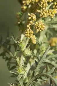 weakleaf bur ragweed