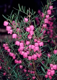 red boronia