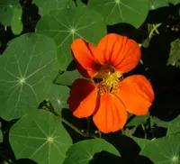 nasturtium (Tropaeolum majus) plant