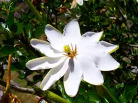 Thunberg's gardenia (Gardenia thunbergia) plant