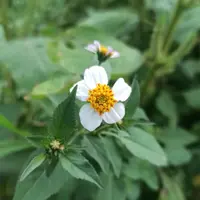 hairy beggarticks (Bidens pilosa) plant