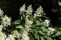Panicled Hydrangea (Hydrangea paniculata) plant