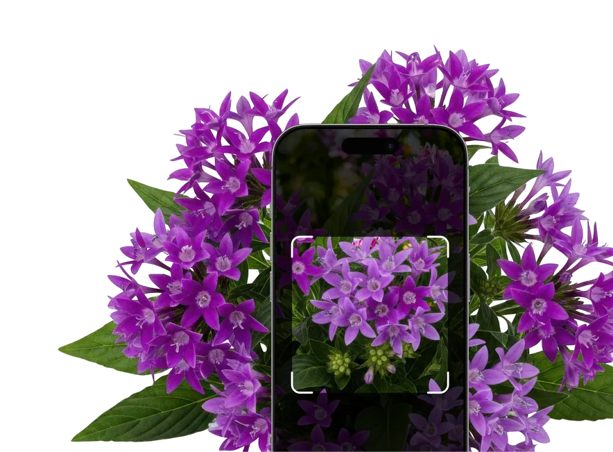 Perennial Identification – Hero