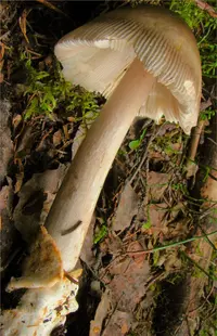 Gray-Zoned Ringless Amanita