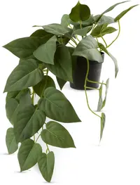 Heartleaf philodendron photo by a Botan App user