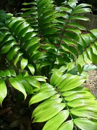 Zamia neurophyllidia