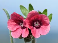 Cynoglossum montanum (Cynoglossum montanum) plant