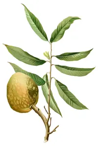 custard apple