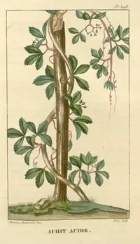 sorrelvine (Cissus trifoliata) plant