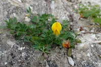 edible bird's-foot-trefoil