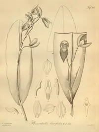 Green bonnet orchid