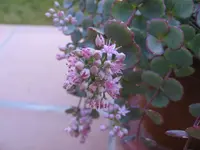 October Daphne (Hylotelephium sieboldii) plant