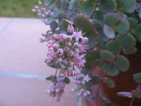 October Daphne (Hylotelephium sieboldii) plant