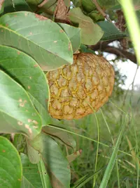 marolo