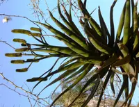 Bottlebrush Aloe