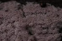 Ceriporia excelsa