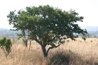 Spine-leaved Monkey Orange
