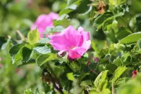 Rosa rugosa