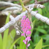 Toothbrush orchid