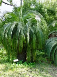 Moore's zamia palm