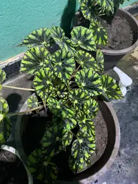 SІtriped begonia photo by a Botan App user