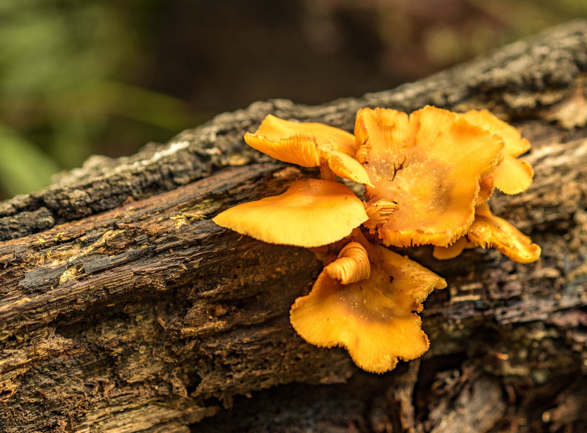 Golden Oyster Mushrooms