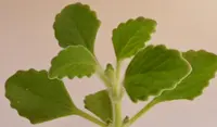 Vicks Plant