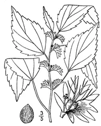 Virginia threeseed mercury