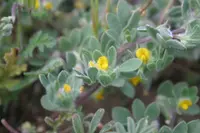 foothill deervetch (Acmispon brachycarpus) plant