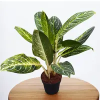 Aglaonema Key Lime™ in pot