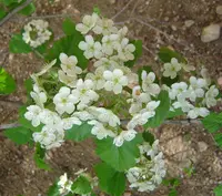 downy hawthorn