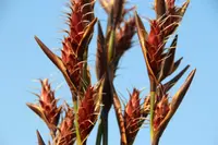 bristly pineapplereed (Hypodiscus aristatus) plant