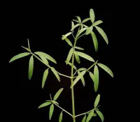 Baja Spurge