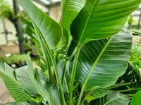 Strelitzia nicolai plant