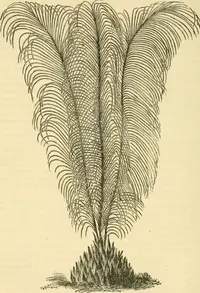Cycad