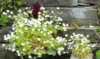 Saxifraga irrigua plant