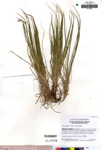 long-stolon sedge (Carex inops) plant